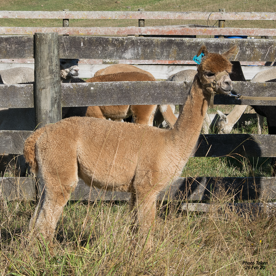 Pet Alpacas