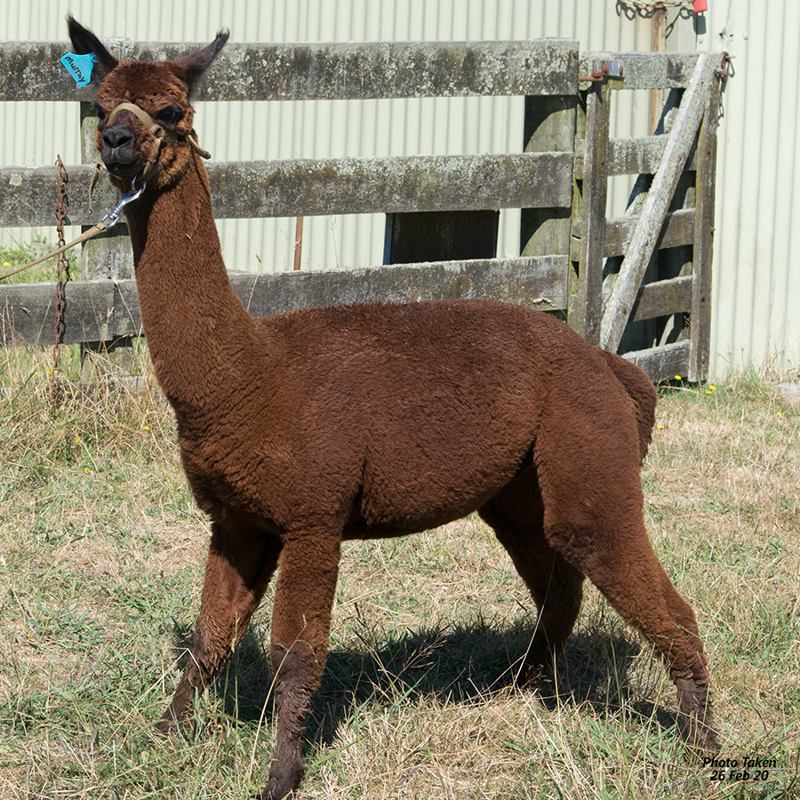 Giggles with cria Keane