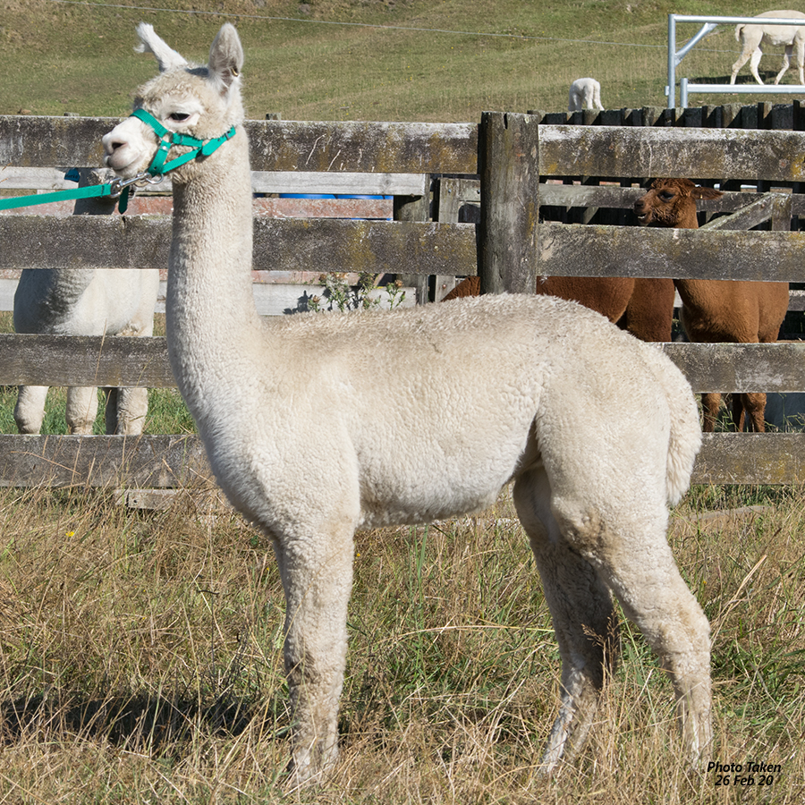 Pet Alpacas