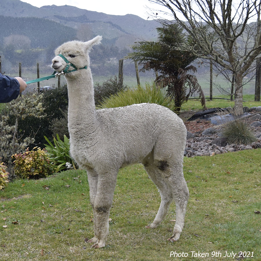 Giggles with cria Keane