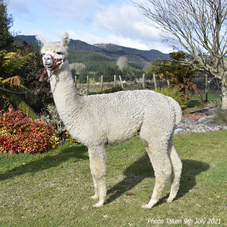 Giggles with cria Keane