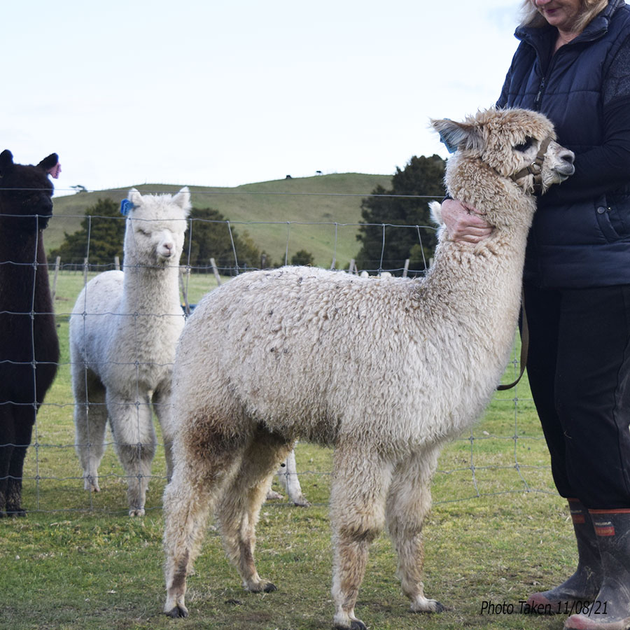 Giggles with cria Keane