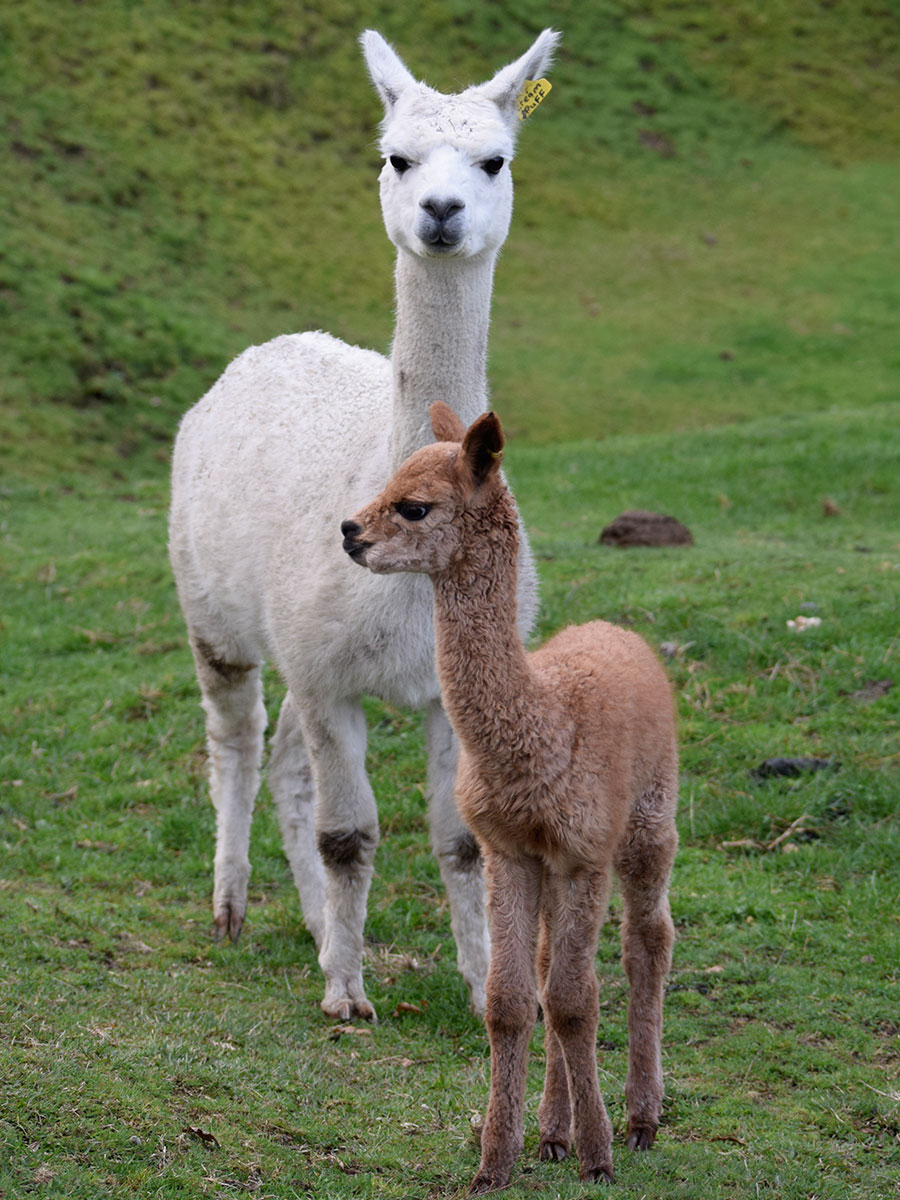 Giggles with cria Keane