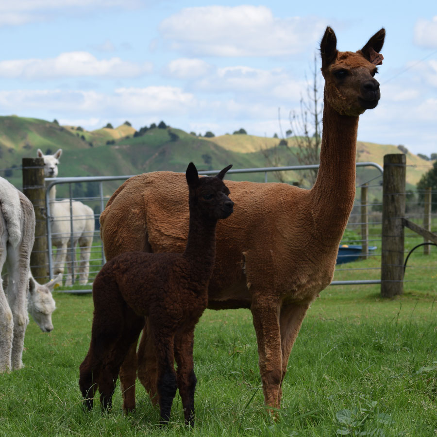 Giggles with cria Keane