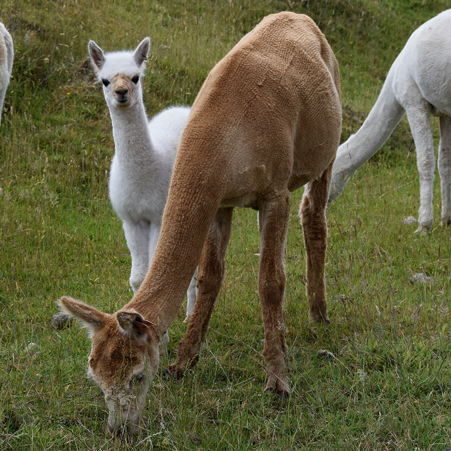 Giggles with cria Keane