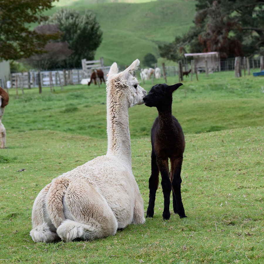 Giggles with cria Keane