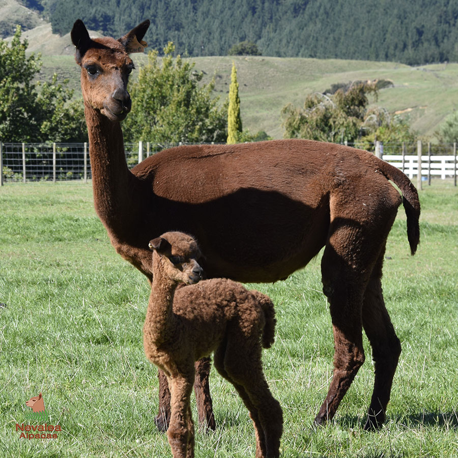 Giggles with cria Keane