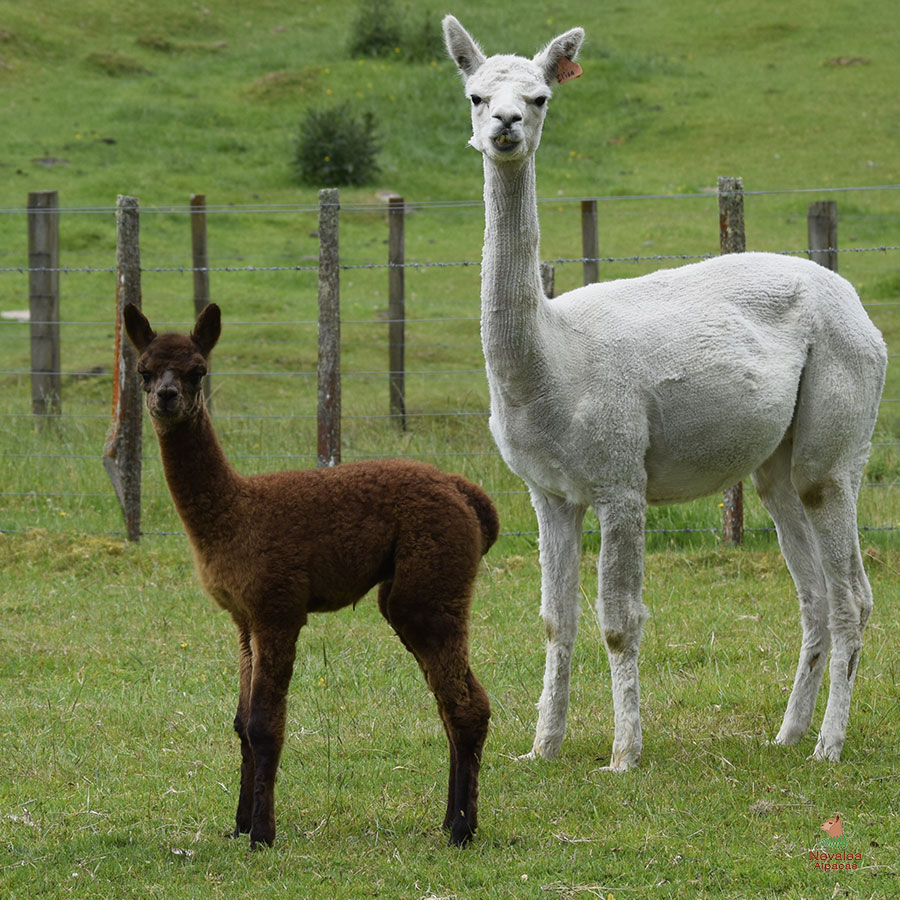 Giggles with cria Keane