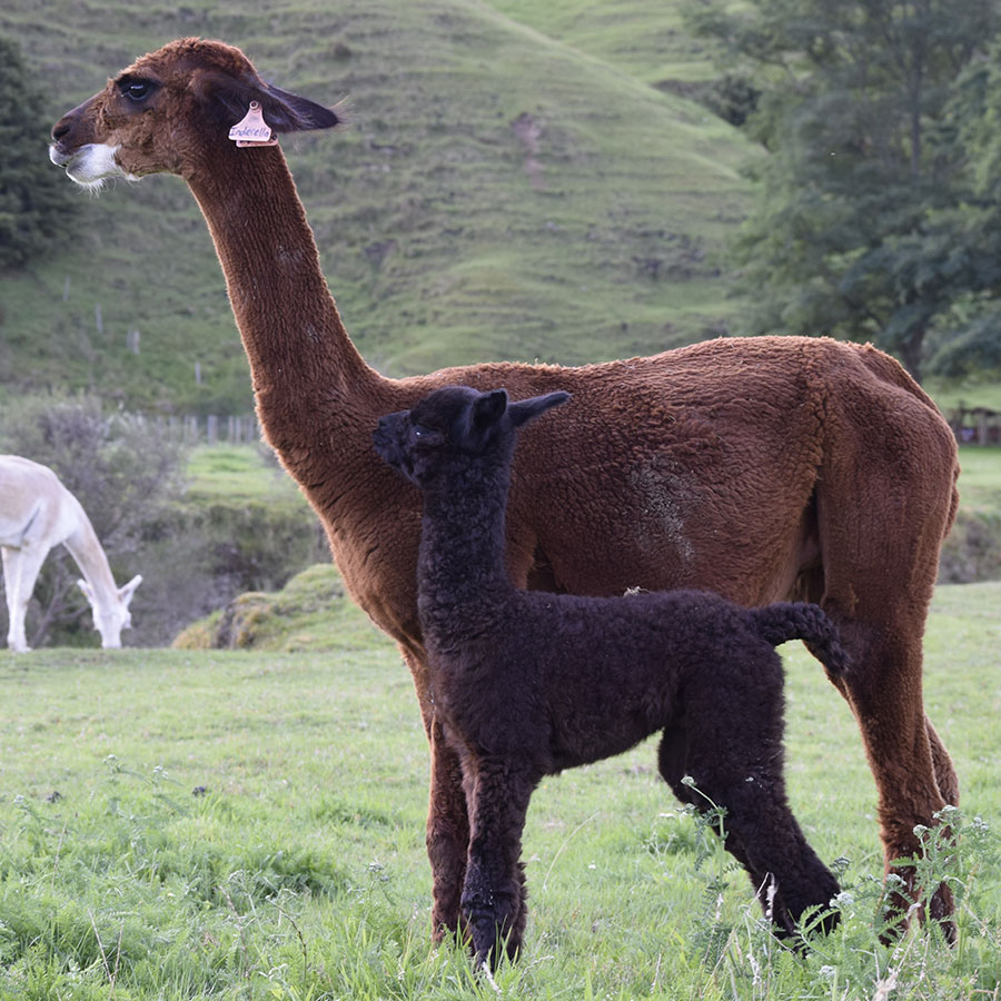 Giggles with cria Keane