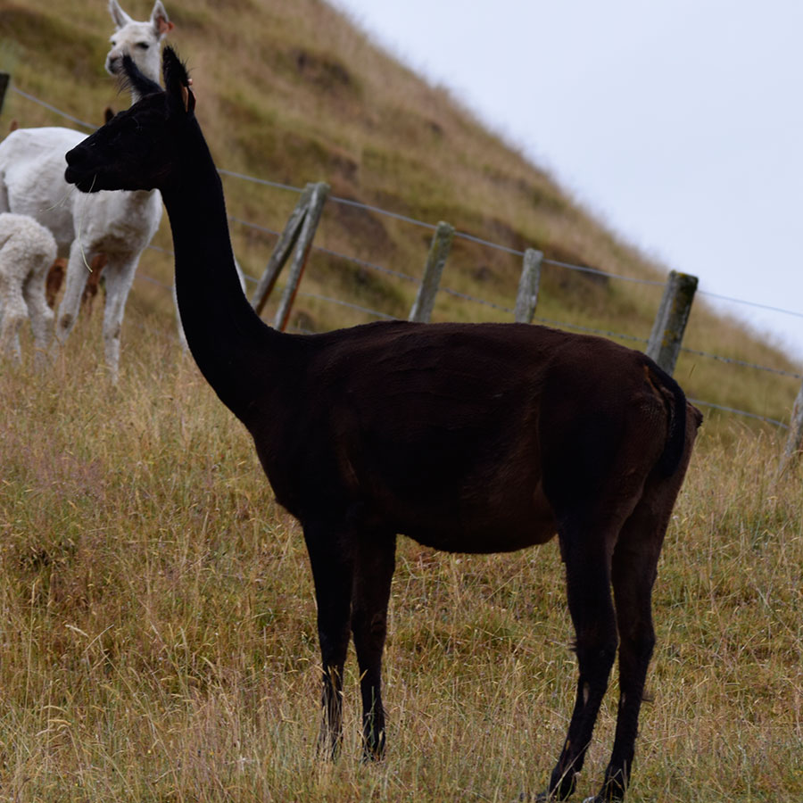 Giggles with cria Keane