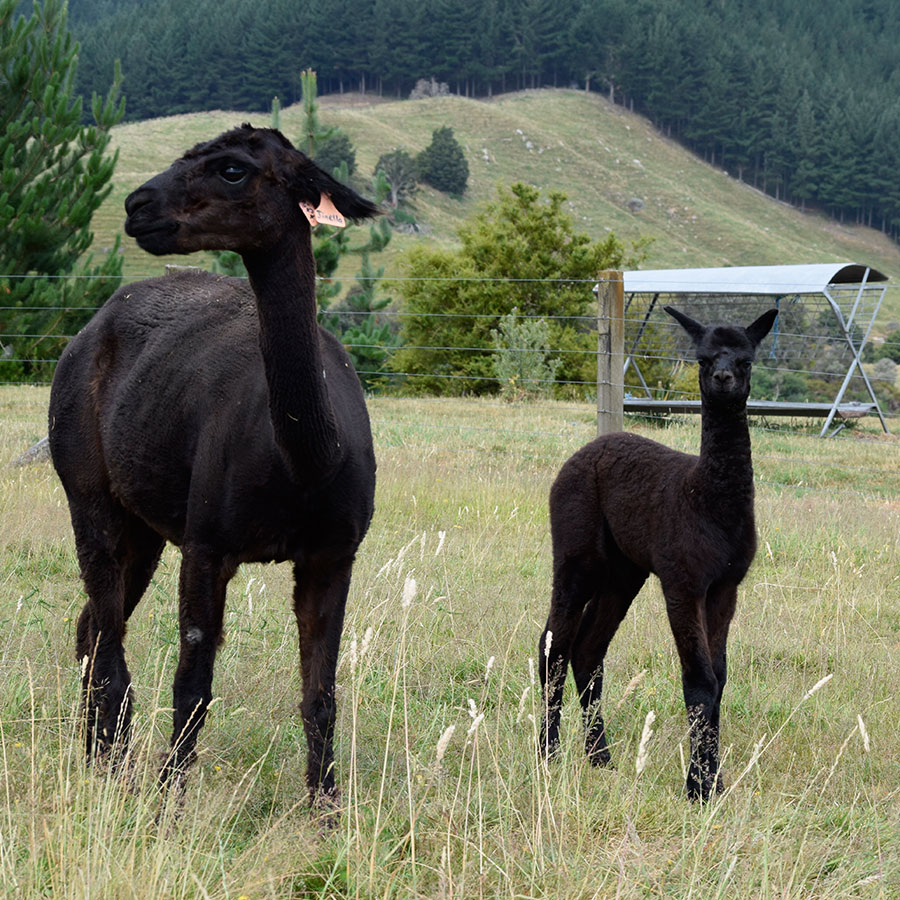 Giggles with cria Keane