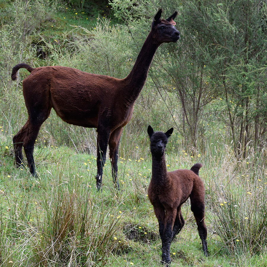 Giggles with cria Keane