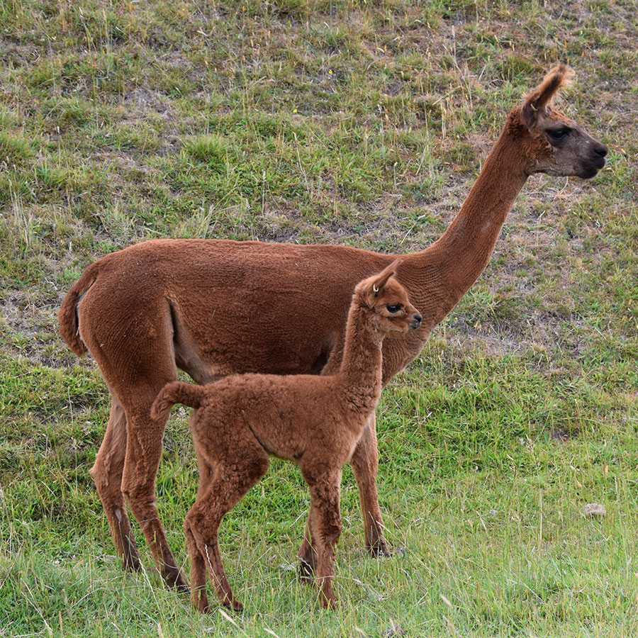 Giggles with cria Keane