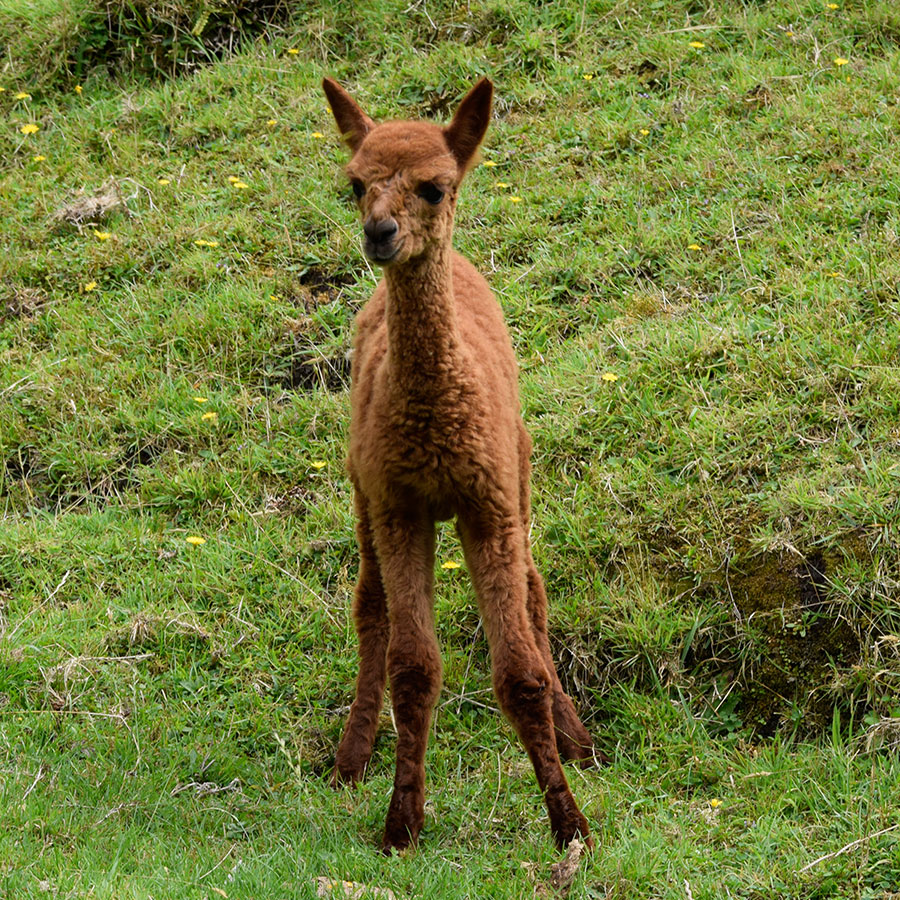 Giggles with cria Keane