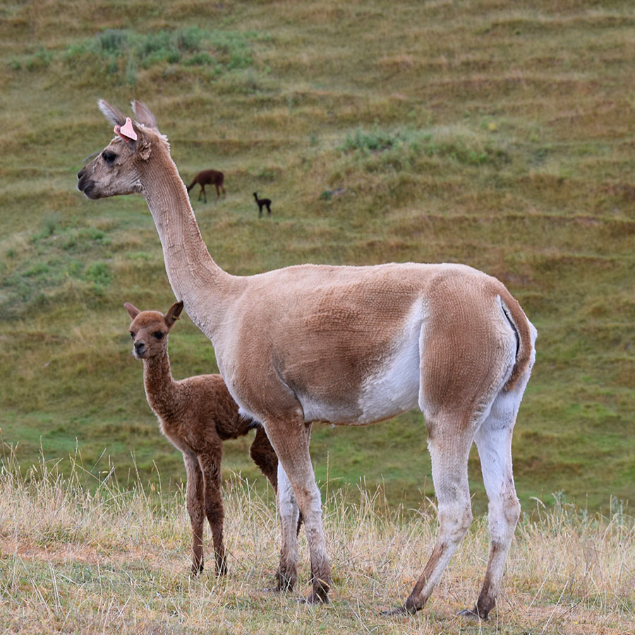 Giggles with cria Keane