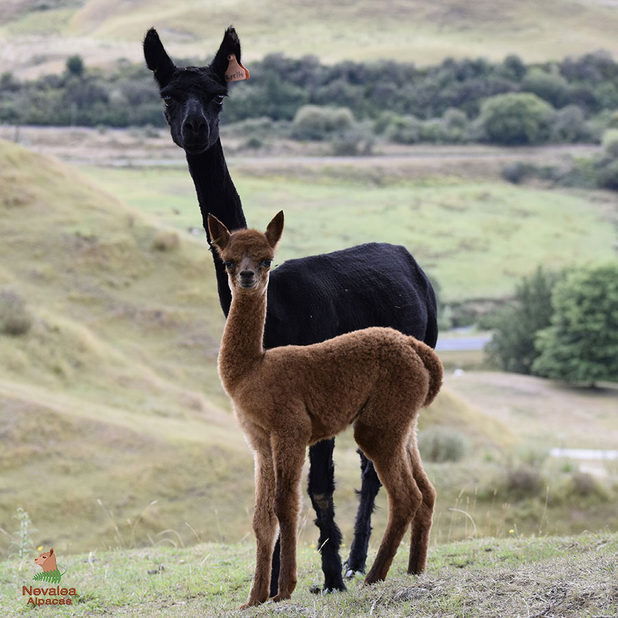 Giggles with cria Keane