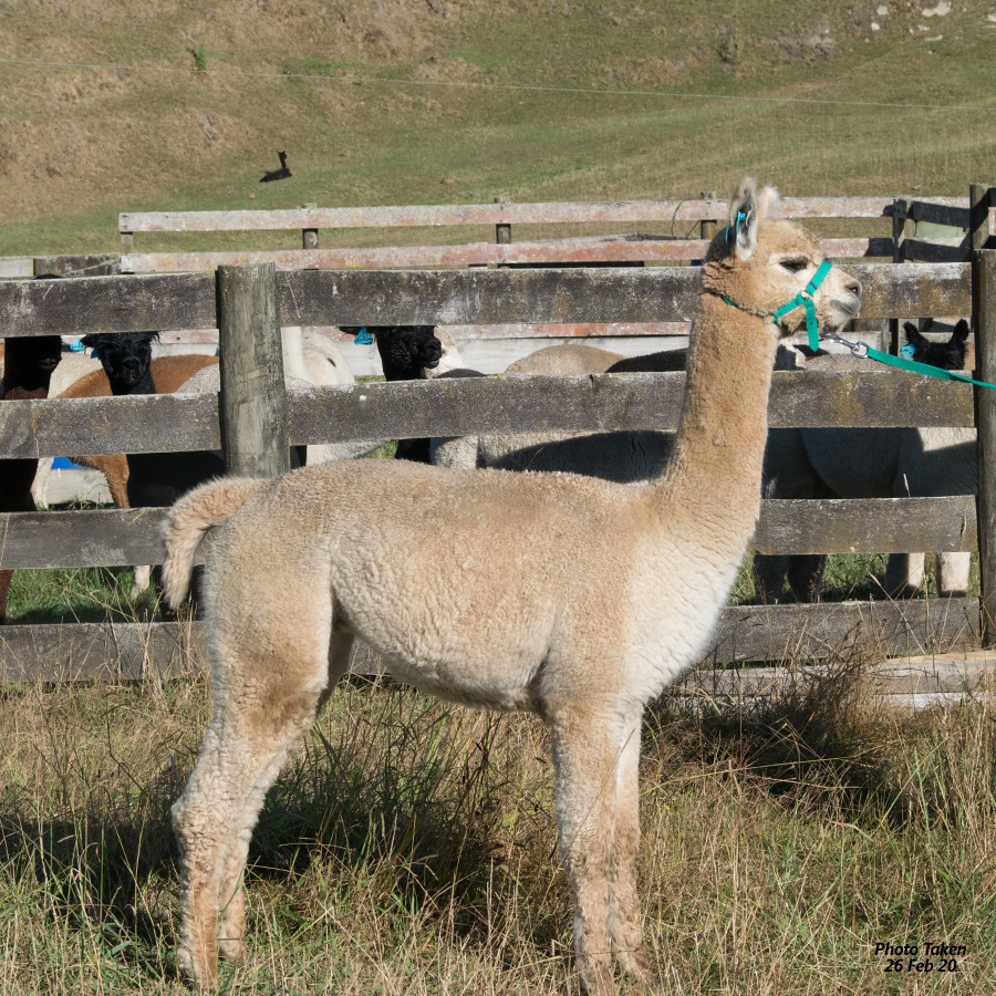 Giggles with cria Keane