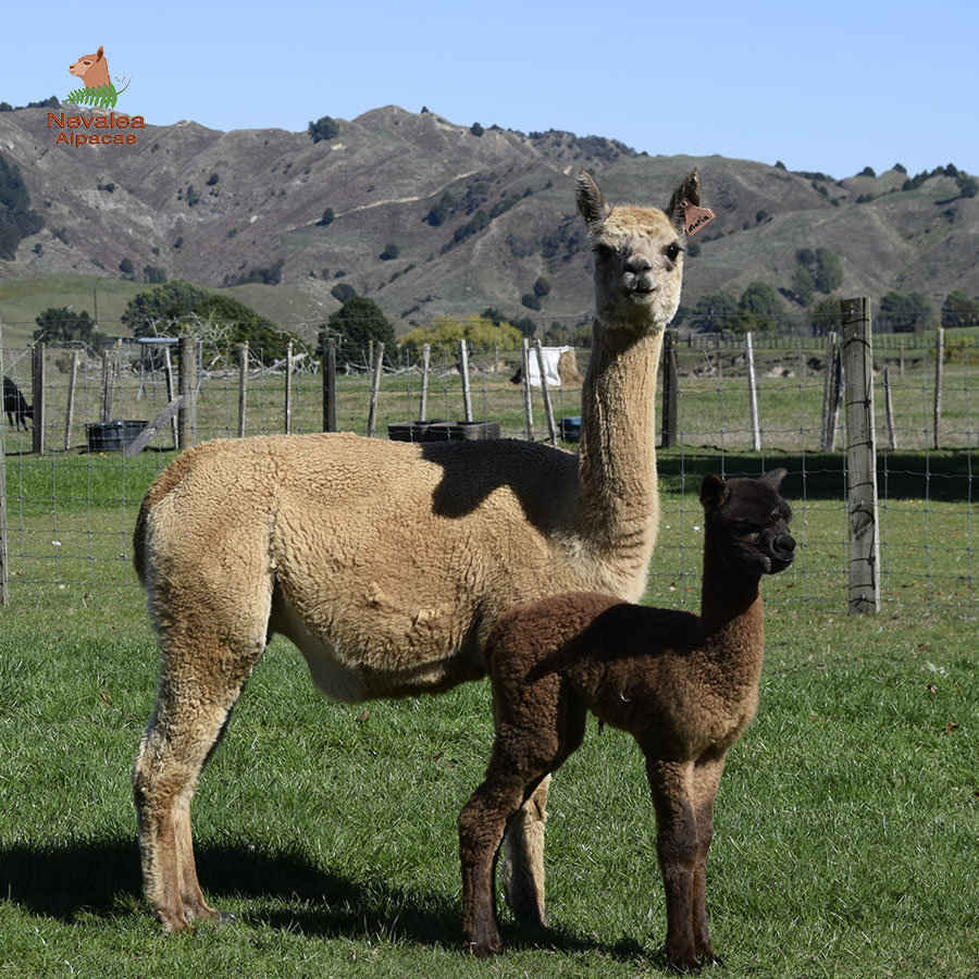 Giggles with cria Keane