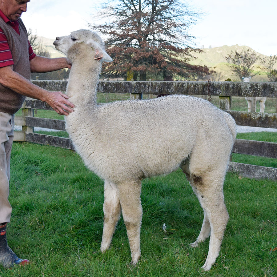 Giggles with cria Keane