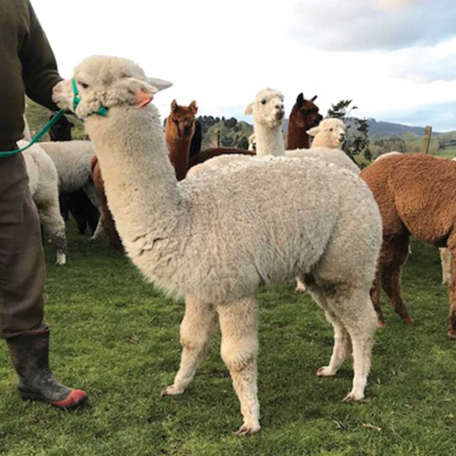 Giggles with cria Keane