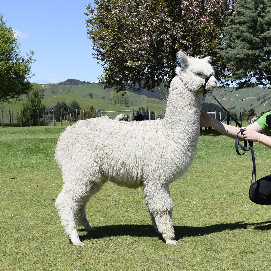 Giggles with cria Keane