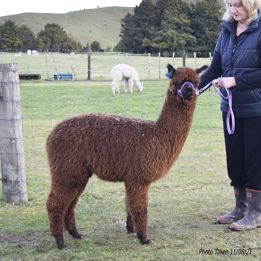 Giggles with cria Keane