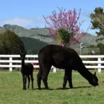 Nevalea Alpacas